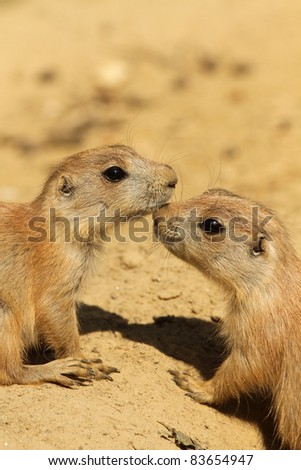 Two baby prairie dogs kissing
