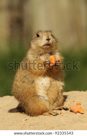 Prairie dog holding a carrot