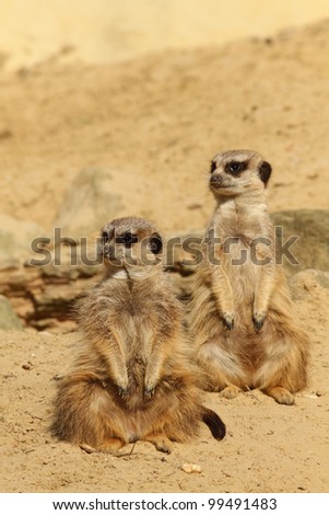 Two meerkats on the lookout (focus on the first one)