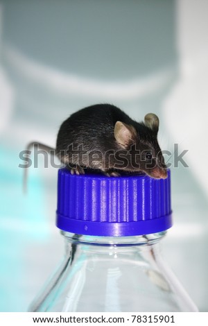 Mouse and reagent bottle for scientific research in laboratory