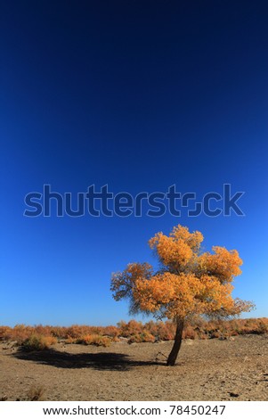 A Single Desert Poplar tree in the desert of Inner Mongolia, China