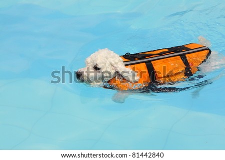 Cute white mini poodle swimming with a float coat in a swimming pool in the summer