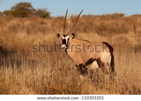 An alert gemsbok standing in the grass.