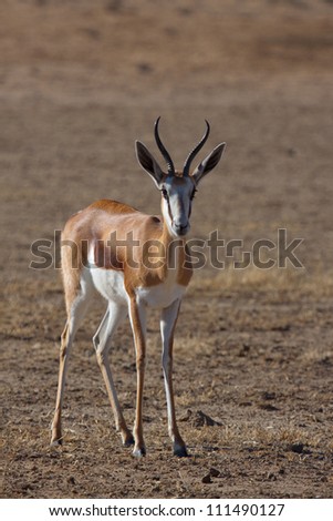 A springbok ewe standing in a dry riverbed