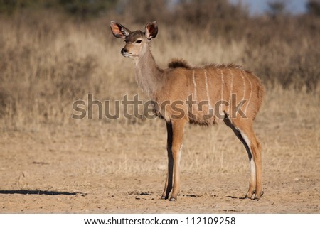 An alert young kudu in the Kalahari