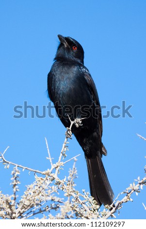 A fork-tailed drongo with a tilted head