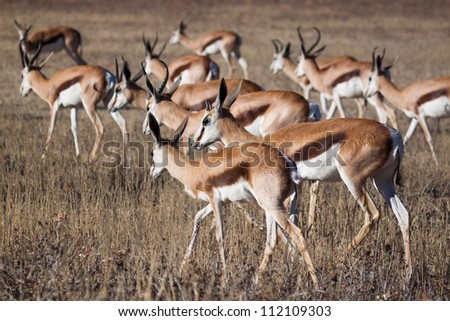 A springbok herd on the move