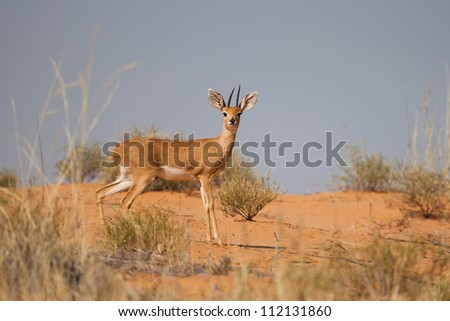 An alert steenbok on a red sand dune in the Kalahari