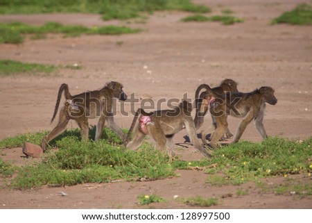 A group of male baboons on the move