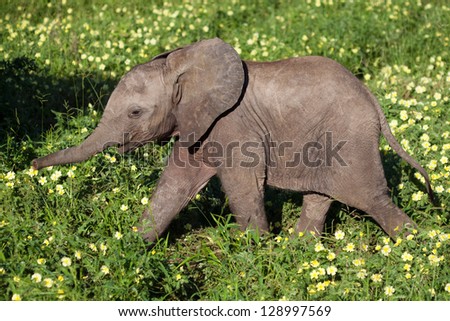 A baby African elephant rushing to keep up in the yellow flowers