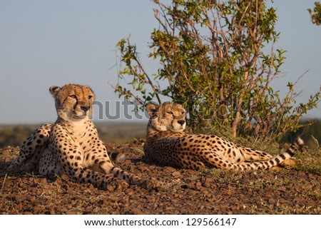 Two cheetahs watching a herd from their vantage point