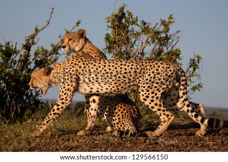 A coalition of cheetahs getting ready for the hunt
