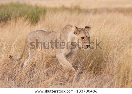 A young lion in long golden grass