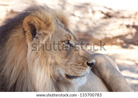 Profile of a lion in the shade