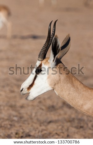 A springbok profile with open mouth