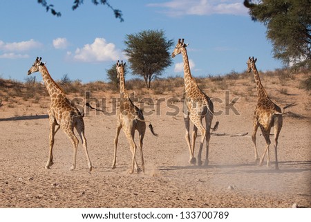 Four frightened giraffes running away