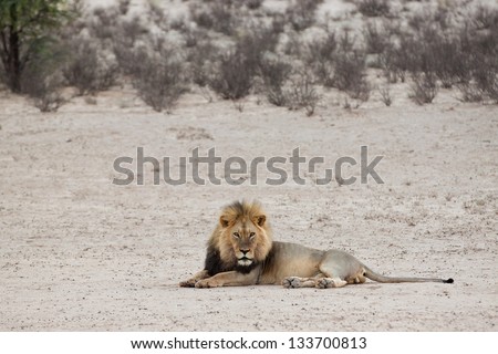 A lion at dusk in a dry riverbed