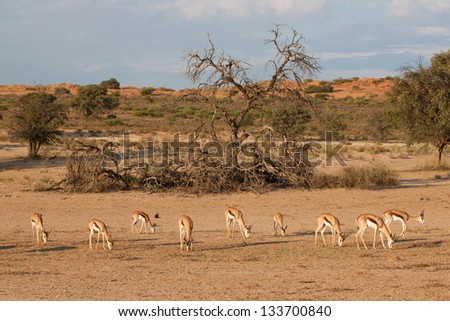 A herd of springbok grazing in a dry riverbed