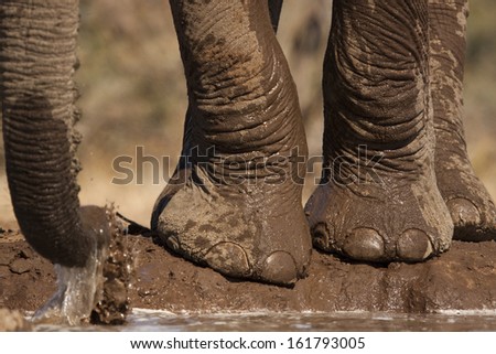 Elephant feet beside a watering hole