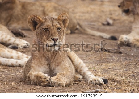 A young lion surrounded by his pride