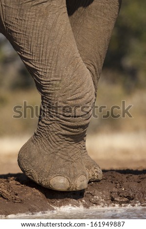 An elephant\'s foot