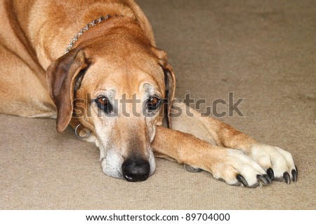 An old dog with sad eyes lying on a carpet