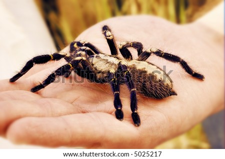 Exotic pet spider on hand