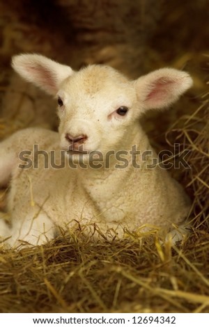 Cute little lamb in dried hay.