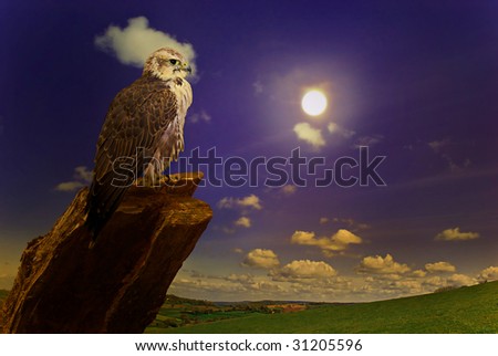 Peregrine falcon sitting in the moonlight.