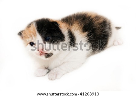 Kittens Tortoiseshell