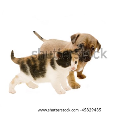 pictures of puppies and kittens. kittens and puppies. kittens