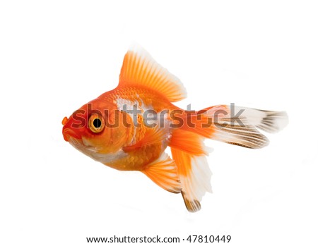 goldfish tank size. for your fish informer goldfish informer Goldfish+tank+backgrounds