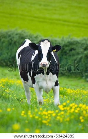 Holstein/Friesian cow in a buttercup field
