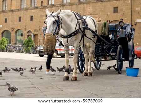 Horse and Carriage in Florence, Italy. Resting horse having  feed from a hessian sack.