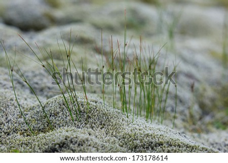 Close up of grey moss and fragile plants in Iceland