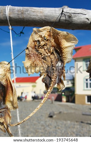 Dried fish hanging in a fishermen village on a sunny day, Hvammstangi, Iceland
