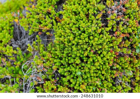 Close up of green moss and gray branches, Arnarstapi, West Iceland
