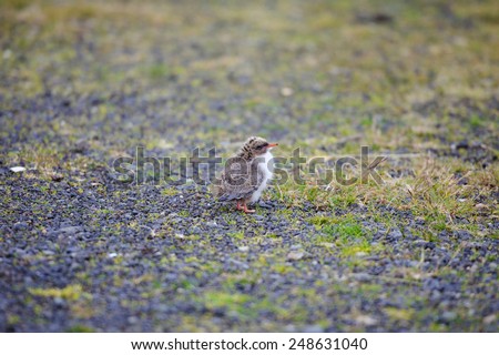 Baby bird (sterna, arctic tern) standing alone on gray pavel and moss, Iceland