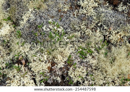 Different types of moss and grass growing on rocks in Iceland