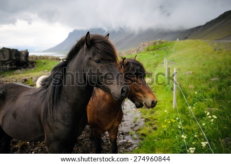 Icelandic horses looking away on a cloudy day with some mountains on a background, Hofn, West Iceland
