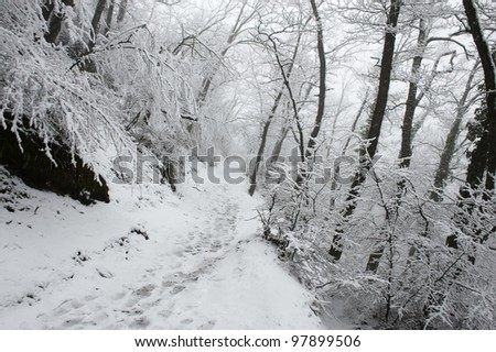 Winter landscape with human footprints in the forest, Greece