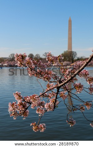 Cherry Blossom in Washington DC, Washington Monument in the background
