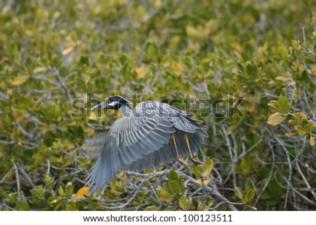 a night heron in full flight in the mangroves of a bird sanctuary n Baja, Mexico