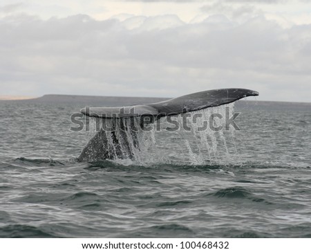 In the Gray Whale sanctuary of San Ignacio lagoon in Baja Mexico, a  Whale brings up its flukes for a dive.