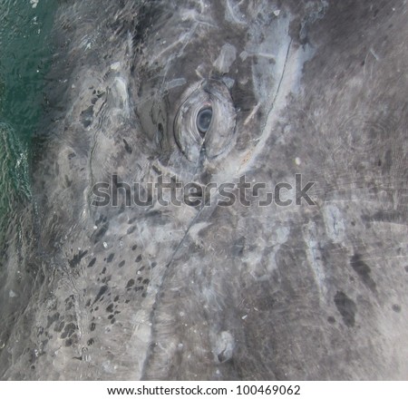 A gray Whale eyes me from under my boat in the sanctuary of San Ignacio Lagoon, in Baja, Mexico