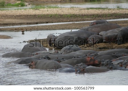 A herd of Hippos, the most dangerous animal in Africa, resting in the mara River of Tanzania resemble a pile of rocks.