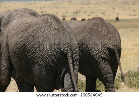 On the serengeti plain of Tanzania, AFrica, two elephants walk side by side.