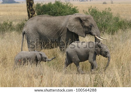 a n elephant family of Bull, Cow, and Calf, takes a walk in Ngorogoro crater, in Tanzania, Africa.