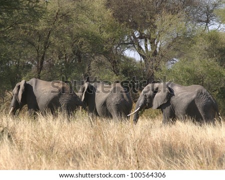 three adult elephants walk in a line through the Serengeti park of Tanzania, Africa