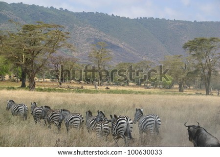 a line of zebras cross the savannah of Ngorogoro crater in Tanzania Africa.
